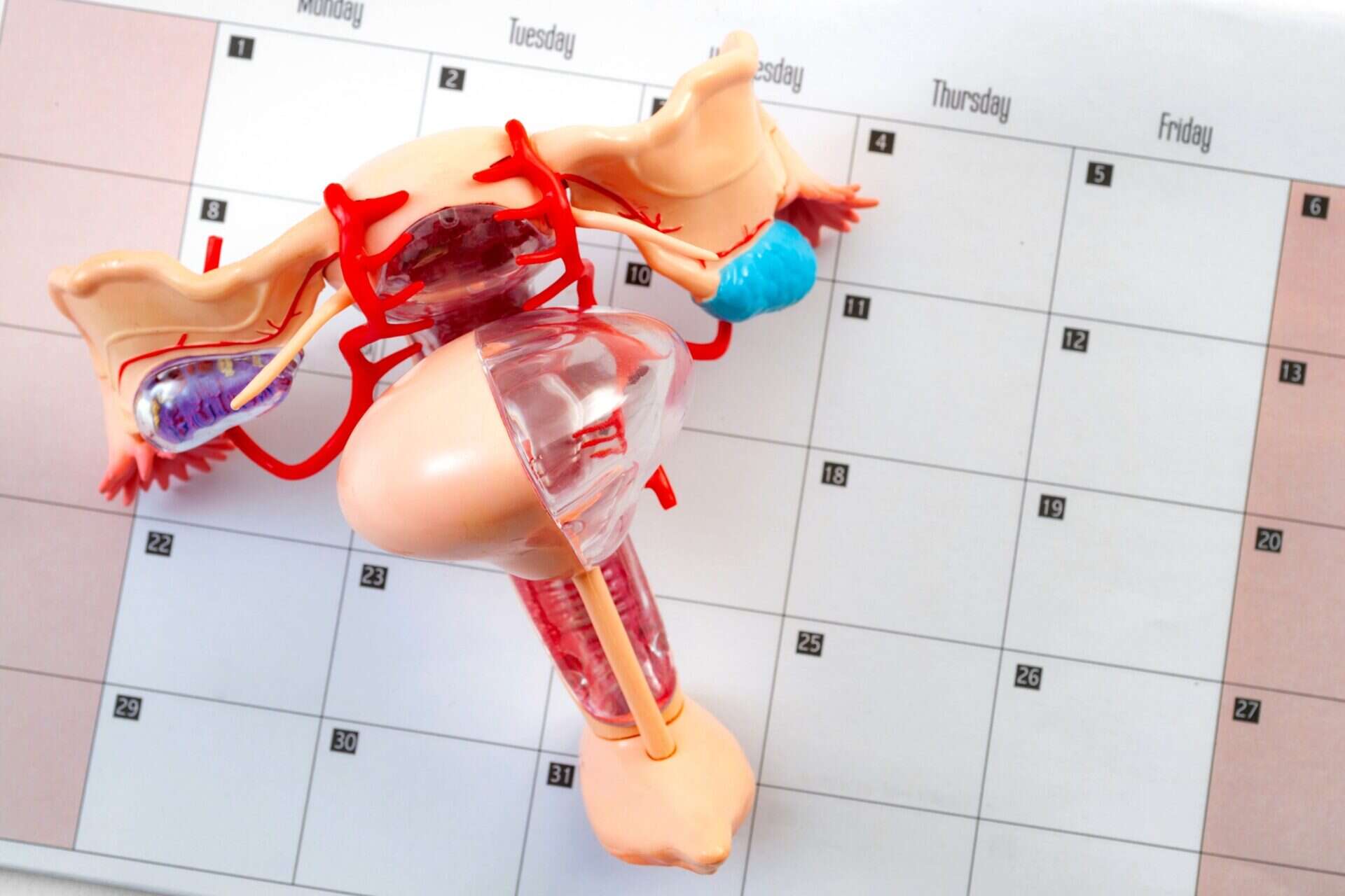 Plastic female reproductive system model on a calendar highlights menstrual cycle awareness. The image conveys educational and health-focused themes.